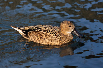 Cape Shoveler anas smithii
