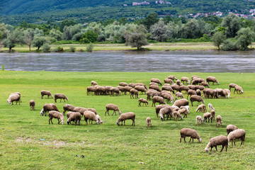 Sheep grazing next to the river Strymon spring in Northern Greec