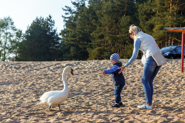Fototapeta premium Mother and two twin brothers feeds the swans