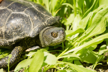 Fototapeta premium Funny turtle in green grass