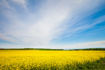 Beautiful spring rape field Poland