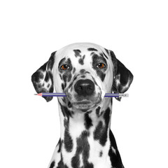 dog holding a pencil in its mouth -- isolated on white - obrazy, fototapety, plakaty