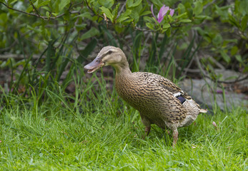 indian runner duck in garden - female