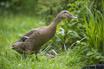 indian runner duck in garden - female