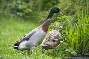 indian runner ducks in garden