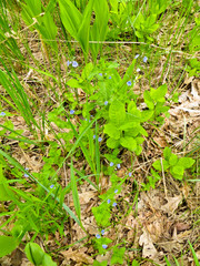 Wild flowers in a forest