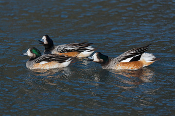 Chiloe Wigeon anas sibilatrix