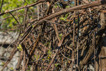 vine sunny day for background
