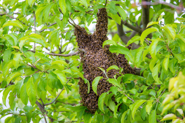 Swarming bees