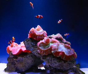 Clown fish and coral