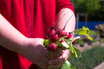 Frau hält Bündel Radieschen in der Hand