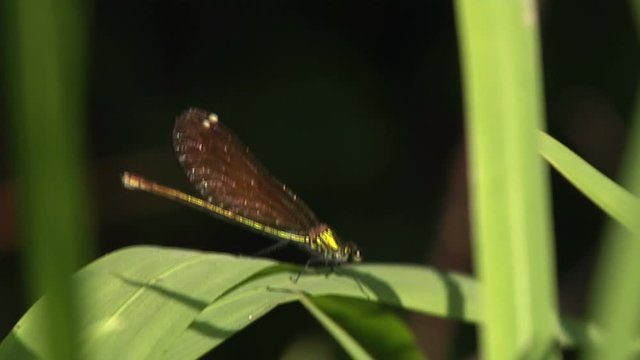 libellule calopteryx vert s'envole et se repose