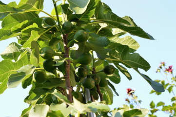 Fig tree with fruits