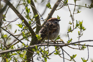 Feldsperling sitzt auf dem Baum
