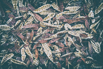 Leucaena leucocephala On the floor