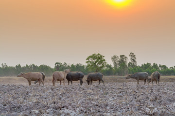 Fototapeta na wymiar Asian buffalo in countryside Thailand