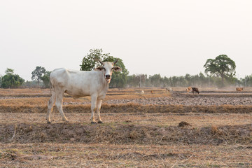 Asian Cow in countryside Thailand