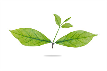 Green leaf isolated on white background with shadow, Clipping pa