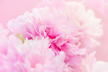 Peony flowers background
