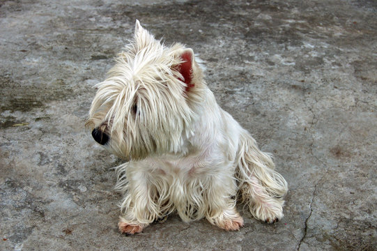 West Highland white terrier
