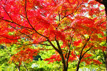 須賀川　牡丹園の紅葉