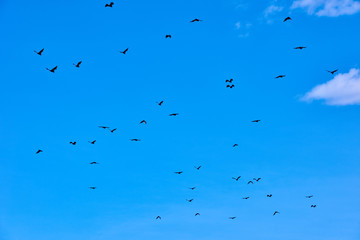fruit bats flying Palawan Philippines
