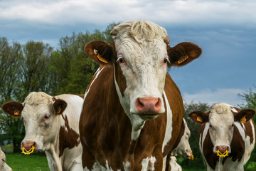 Fototapeta na wymiar Troupeaux de vaches
