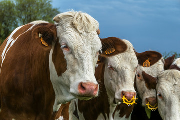 Fototapeta na wymiar Troupeaux de vaches