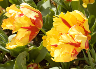 Yellow tulips