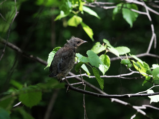 Chick