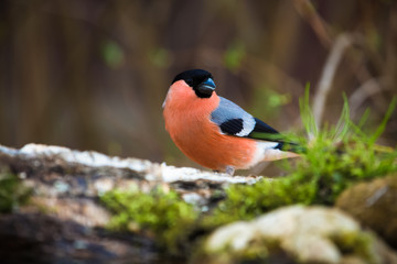 Fototapeta premium Bullfinch (Pyrrhula pyrrhula) on defocused blurred natural backg