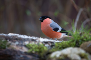 Bullfinch (Pyrrhula pyrrhula) on defocused blurred natural backg