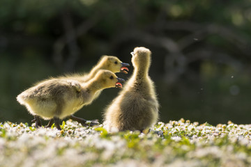 Canada goose (Branta canadensis) goslings calling. Three young chicks responding vocally to mother's voice, showing tounges protruding from beaks