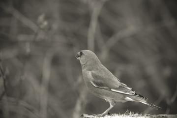 Greenfinch (Carduelis chloris) on defocused blurred natural back