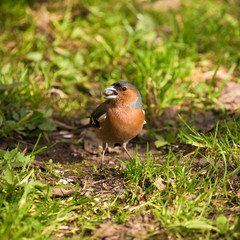 Chaffinch (Fringílla coélebs) on defocused blurred natural bac
