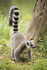 Ring-tailed lemur standing