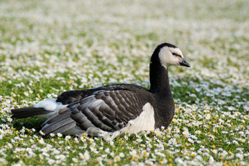 Barnacle goose (Branta leucopsis). Black and white bird in family Anatidae, sitting amongst short grass with daisies in flowers