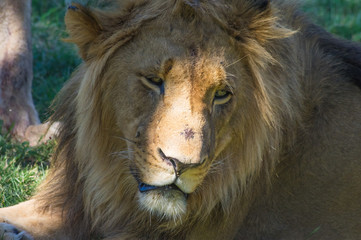 Naklejka na ściany i meble The African Lion is the top predator in the African wild