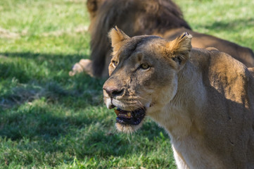 The African Lion is the top predator in the African wild
