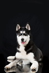 Siberian Husky