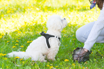 Picking up dog poop