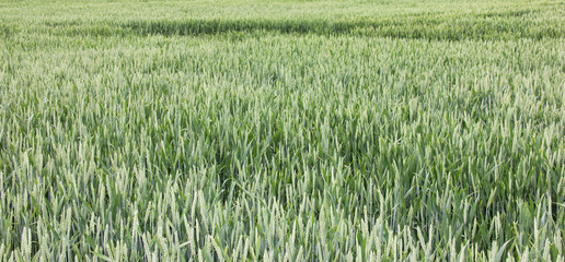 wheat field green background