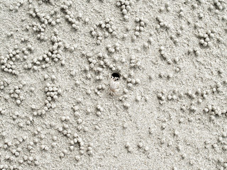 white ghost crab build tiny sand balls while digging habitat, top view