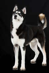 Siberian Husky