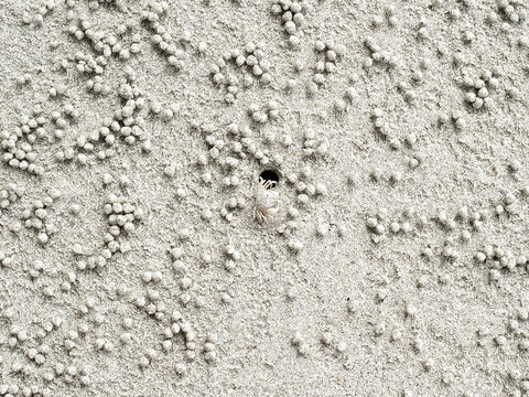 white ghost crab build tiny sand balls while digging habitat, top view