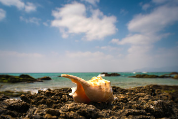 Shellfish, shells, coast, shore, landscape, seascape. Okinawa, Japan, Asia.