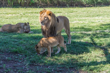 The African Lion is the top predator in the African wild