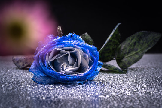 Fototapeta Flower, blue rose, close-up, macro.