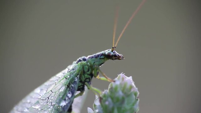 Lacewing insect in nature, Chrysopa perla