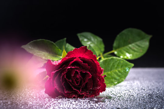 Fototapeta Flower, rose, close-up, macro.